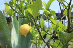 ＬＥＭＯＮ　ＦＡＲＭ　ＧＬＡＭＰＩＮＧ　しまなみ写真1